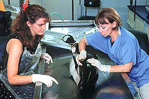 Darlene Ketten (right) and student Sarah Marsh prepare to dissect a harbor porpoise. The animal died after being stranded on a Cape Cod beach. (Tom Kleinidnist, ©Woods Hole Oceanographic Institution)