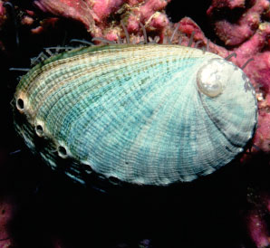 Green Abalone (http://www.eebweb.arizona.edu/collections/)