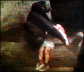 Holds a boy after he falls. (http://edant.clarin.com/diario/96/08/19/gorila.jpg)