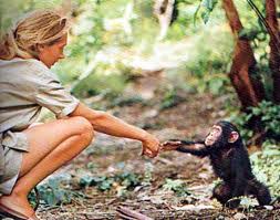 Jane reaching out to a chimpanzee 