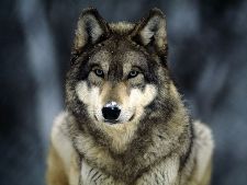 Grey Wolf (Joel Sartore)