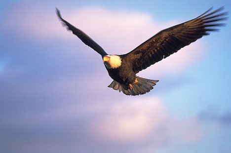 Eagle flying (http://www.alaska-in-pictures.com/bald-eagle-flying-858-pictures.htm)