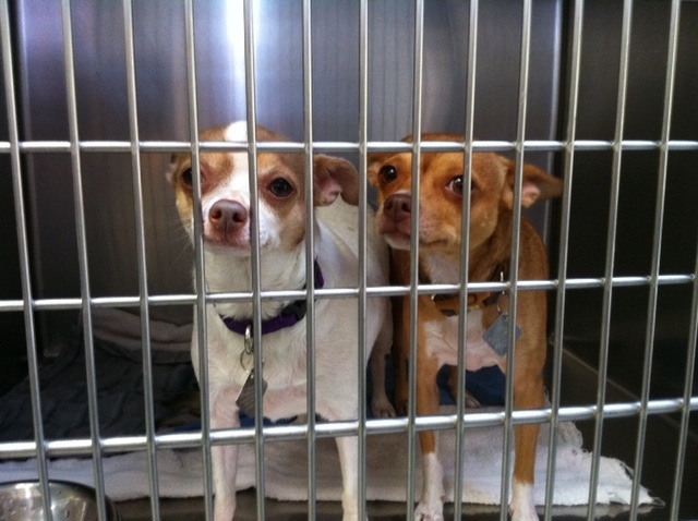 These two dogs have to be adopted together