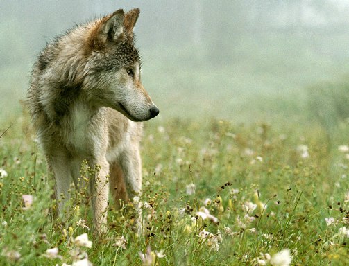 (http://www.livingwithwolves.org/wwd_a_jim.html)