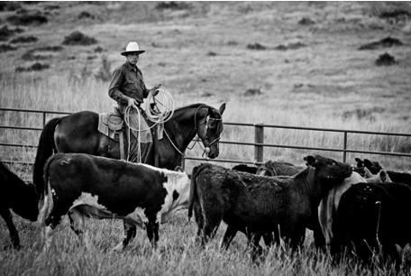 Buck Cattle Roping (http://ajmangum.com/photos/)