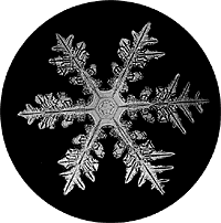 A picture of a snowflake taken by Bentley. (www.snowflakebentley.com)