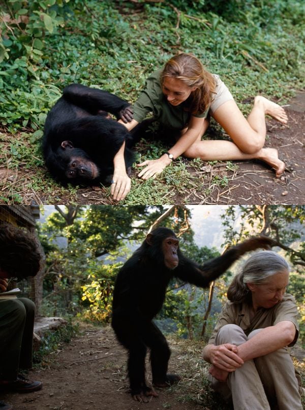 Jane Goodall Than and Now with chimps  (http://www.nationalgeographic.com/125/then-and-now (Top photograph by Hugo Van Lawick. Bottom photogra))