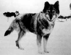 Balto is standing on snow  (https://www.google.com/search?q=balto+the+sled+dog ())