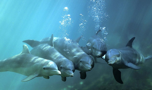 Bottlenose dolphin - Wikipedia