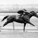 Secretariat  at the Belmont Stakes. (Tatrocapital.com (Secretariat Belmont Photos))