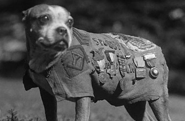 Picture of Sergeant Stubby during World War One (google images ())