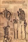 Observation of the skeletal system