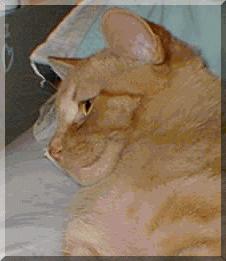 <a href=http://www.sfondideldesktop.com/Images-Animals/Cat/House-Cat-Pet-Brown-Cat-0.Jpg>Cat that looks like Cherry</a>