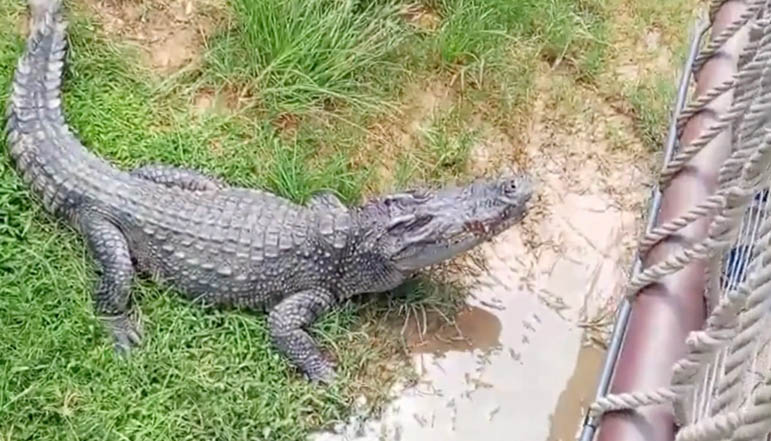 More Crocodiles Than People poster