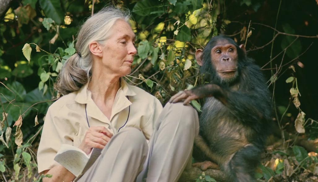 Jane Goodall poster